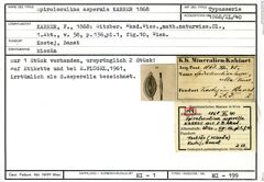 Karteikarte zum Syntyp von Spiroloculina asperula Karrer, 1868